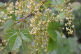 Poison-Oak & Wild Blackberry